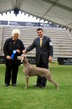 Click to Enlarge - Best of Breed: Am/Aust Ch PewteRun Greydove Black Magic