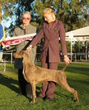 Click to Enlarge - Runner-Up Best of Breed: Ch Kadma Angel Dust
